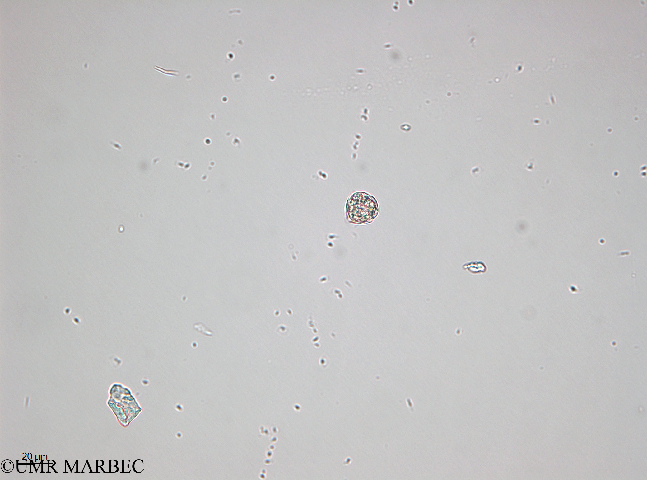phyto/Bizerte/bizerte_bay/RISCO April 2014/Scrippsiella spp (- 140728)(copy).jpg